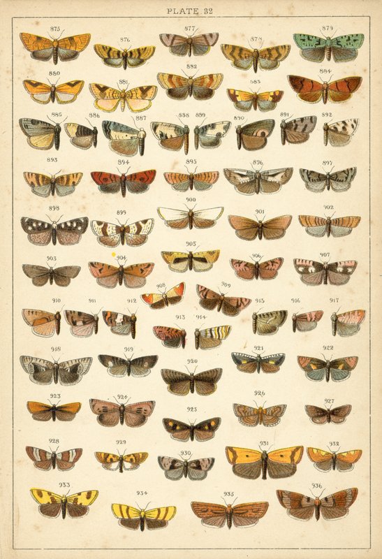 Ülkemizin Kelebek ve Güvelerinden Tabak (chromolitho) by English School