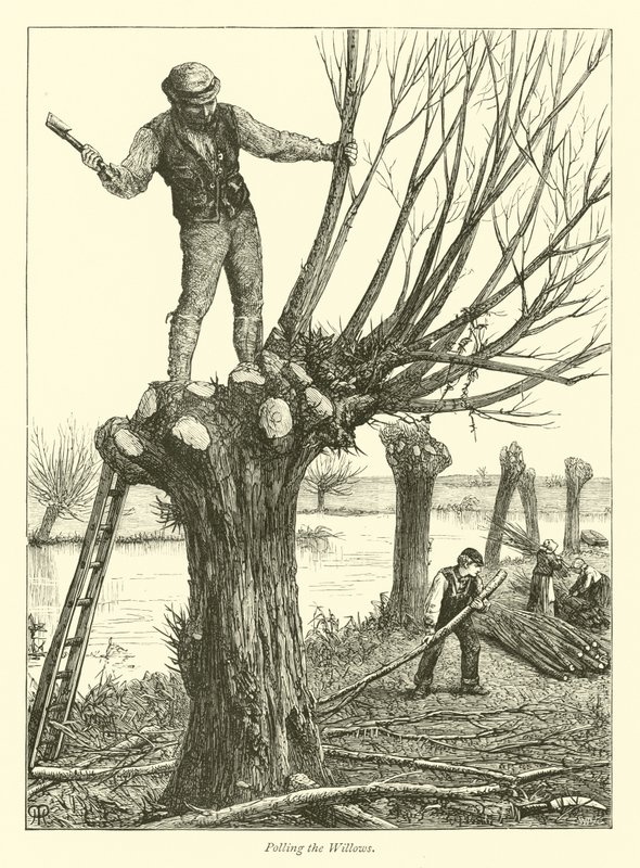 Söğütleri Yoklamak by English School