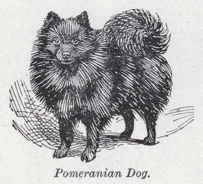 Pomeranya köpeği (lito) by English School