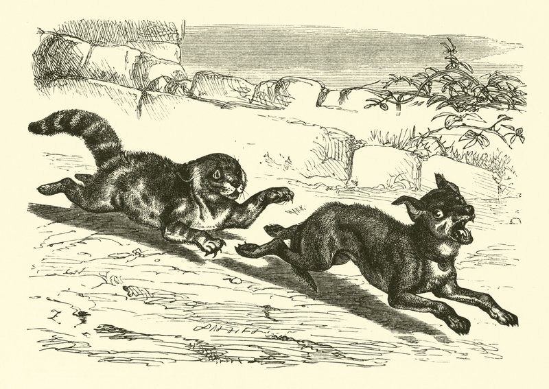 Zavallı Köpek Parlak by English School