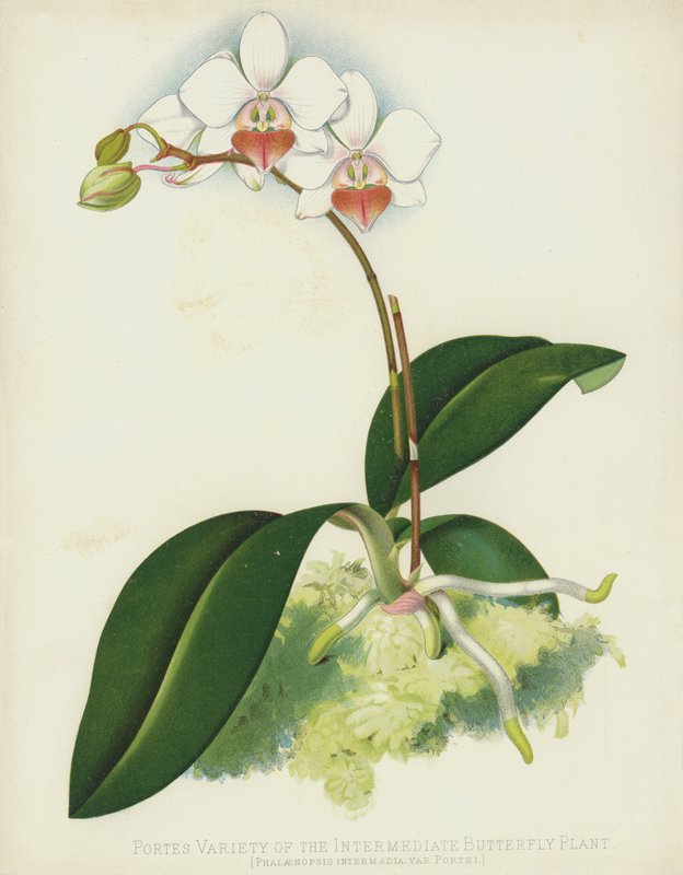 Ara Kelebek Bitkisinin Portes Çeşitleri, Phalaenopsis Intermedia, var Portei by English School