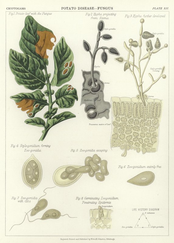 Patates Hastalığı, Mantar by English School