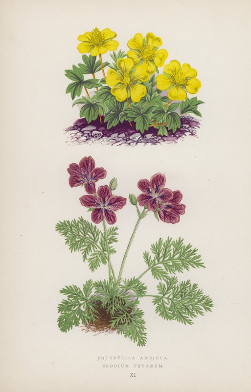 Potansiyel Olarak Belirsiz; Erodium Petraeus (renkli taş) by English School