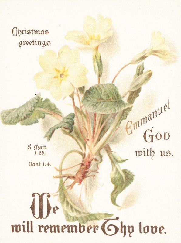 Primroses, Noel Kartı by English School