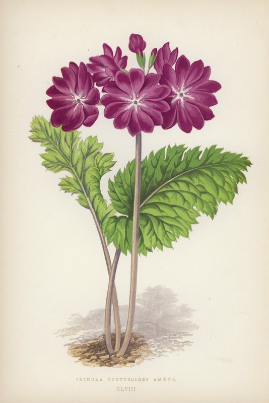 Papatya Cortusoides Amoena (renkli taş) by English School