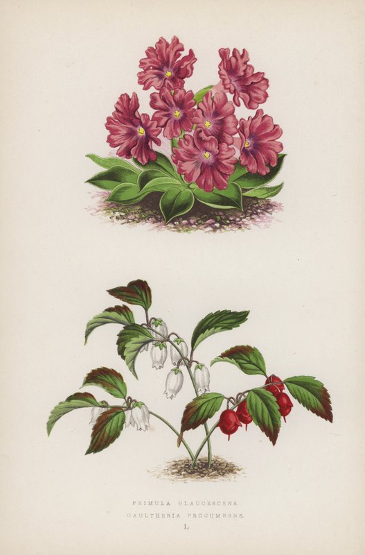 Primula Glaucescens; Gaultheria Procumbens (renkli taş) by English School