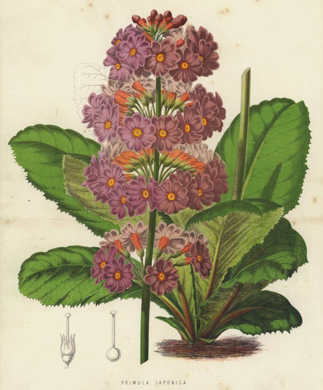 Primula Japonica (kromolitho) by English School