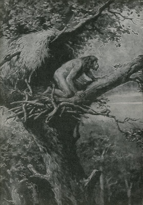 Muhtemelen arboreal - R L S tarafından resmedilmiştir by English School