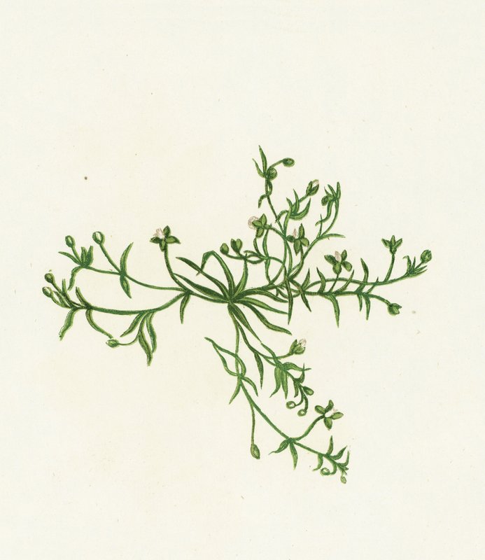 Procumbent İnci-Wort, Sagina Procumbens by English School