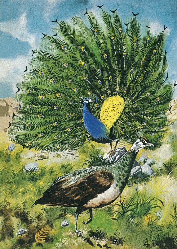 Bir tavus kuşu kadar gururlu by English School