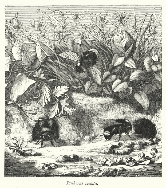 Psithyrus vestalis (gravür) by English School