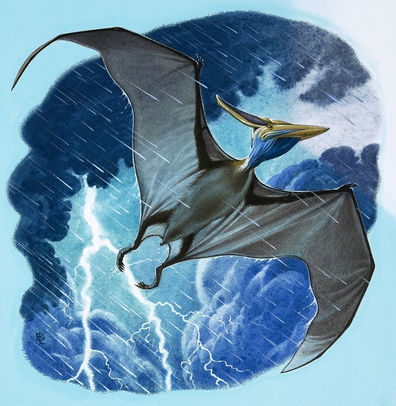 pterodaktil by English School