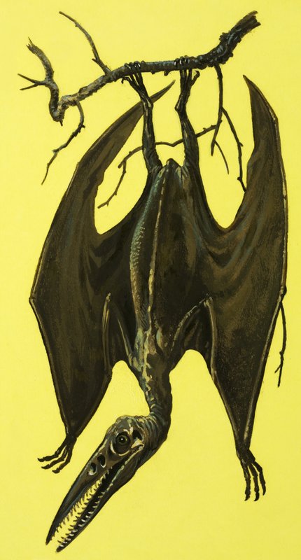 pterodaktilus by English School