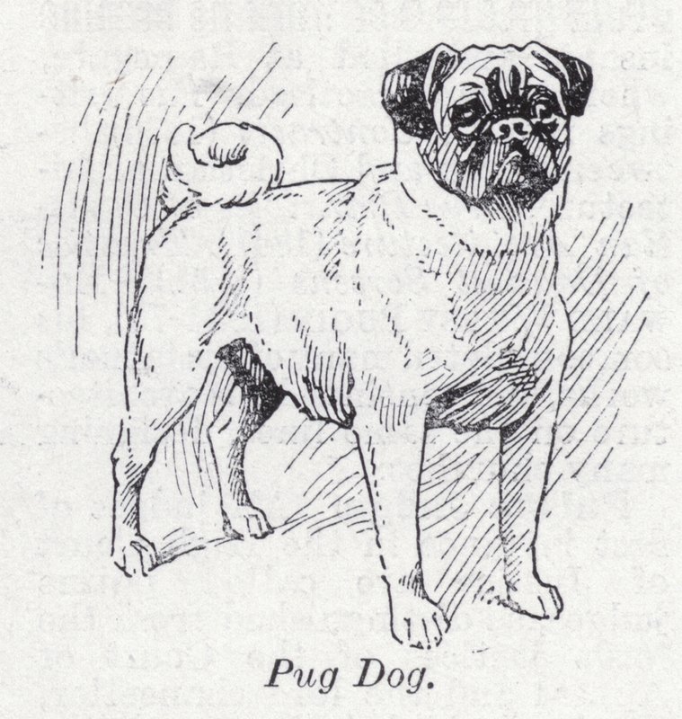 Pug köpeği (lito) by English School