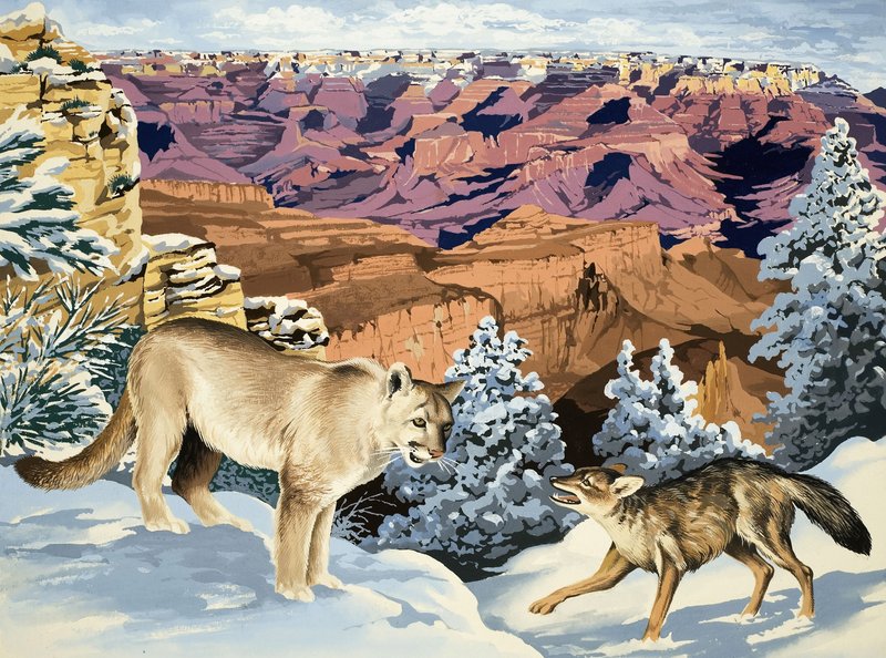 Puma ve Coyote, Büyük Kanyon Ulusal Parkı