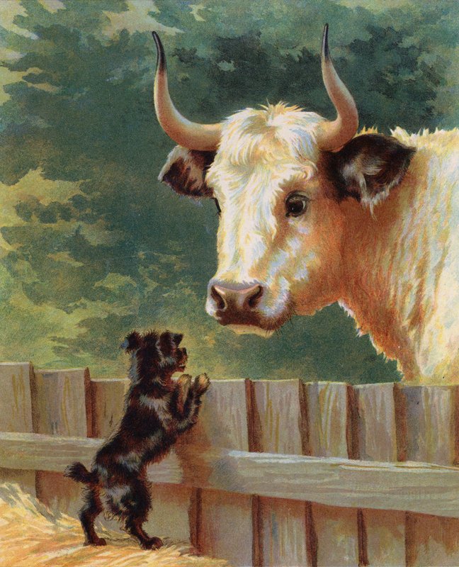 Çiftlikte bir boğayla karşılaşan köpek yavrusu (chromolitho) by English School