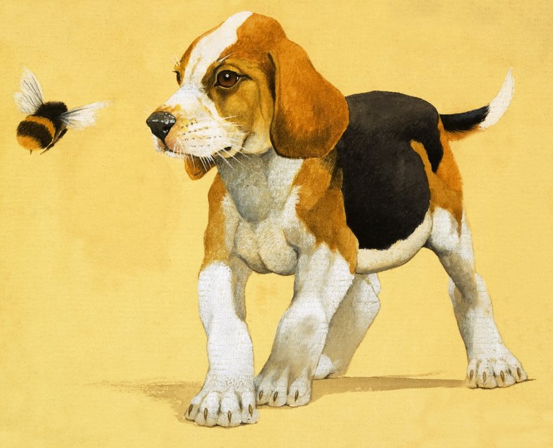 Yavru köpek by English School