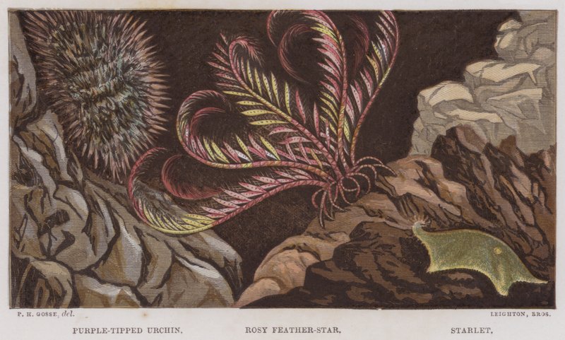 Mor Uçlu Urchin, Rosy Feather-Star, Starlet (renkli litho) by English School