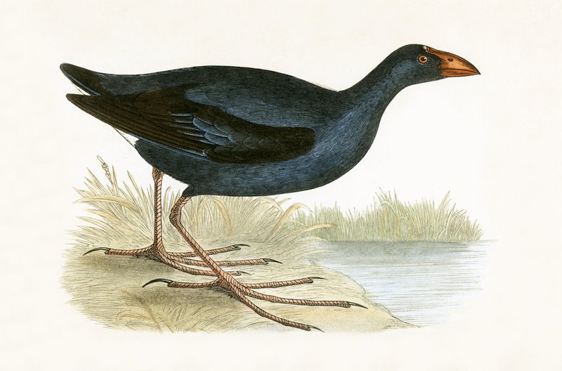 Purple Waterhen, Charles Robert Bree (1811-86) tarafından 
