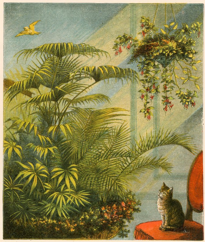 Kedi ve Dicky, Kedi ve Kanarya by English School