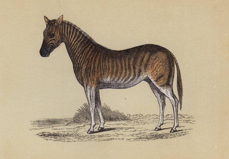 Quagga (renkli taş) by English School