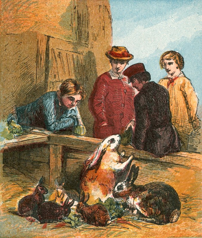 tavşanlar by English School