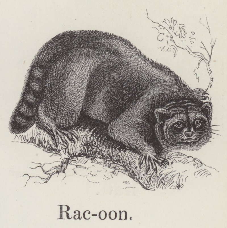 Rakun (gravür) by English School