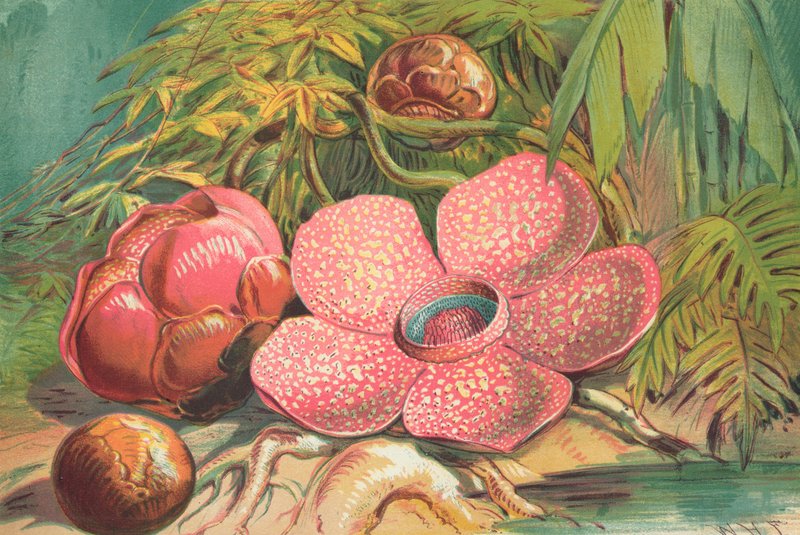 Rafflesia Arnoldii, Sumatra yağmur ormanlarının dev çiçeği by English School