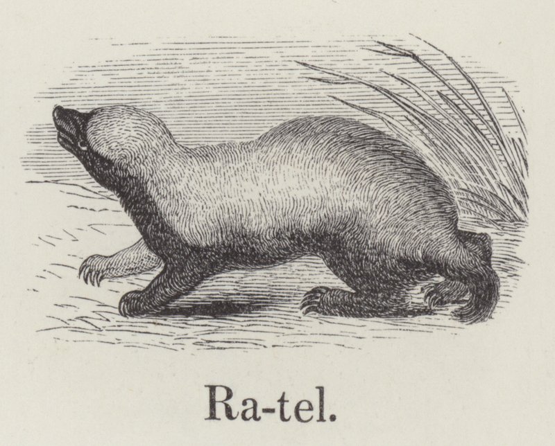 Ratel (gravür) by English School