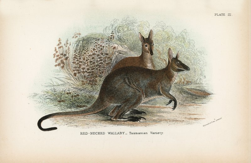 Kırmızı Boyunlu Wallaby_Tasmanian Çeşit by English School