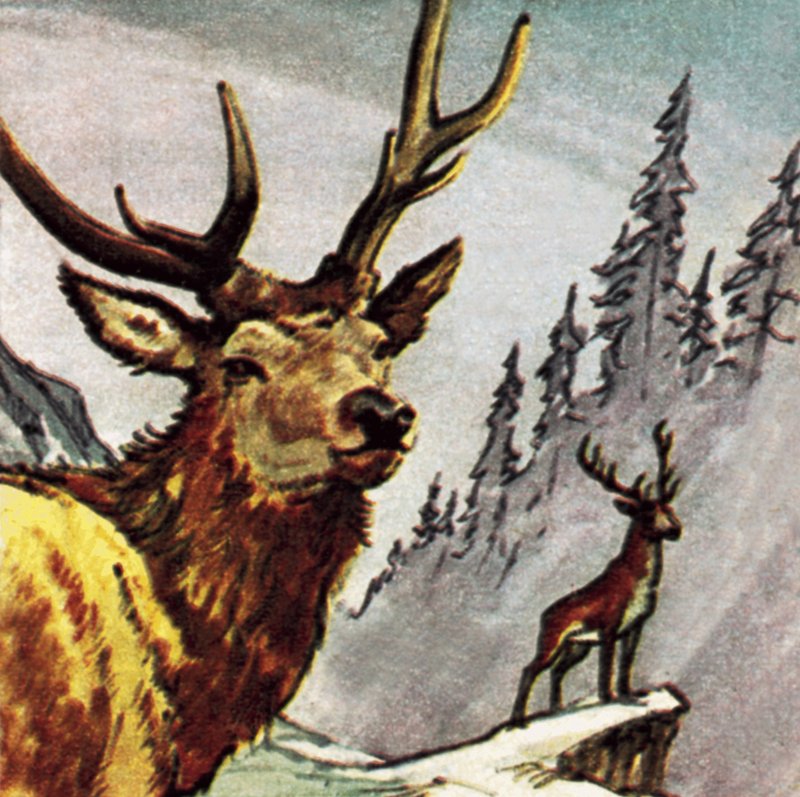 Red Deer  by English School
