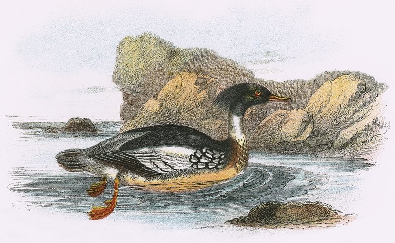 Kırmızı göğüslü Merganser by English School
