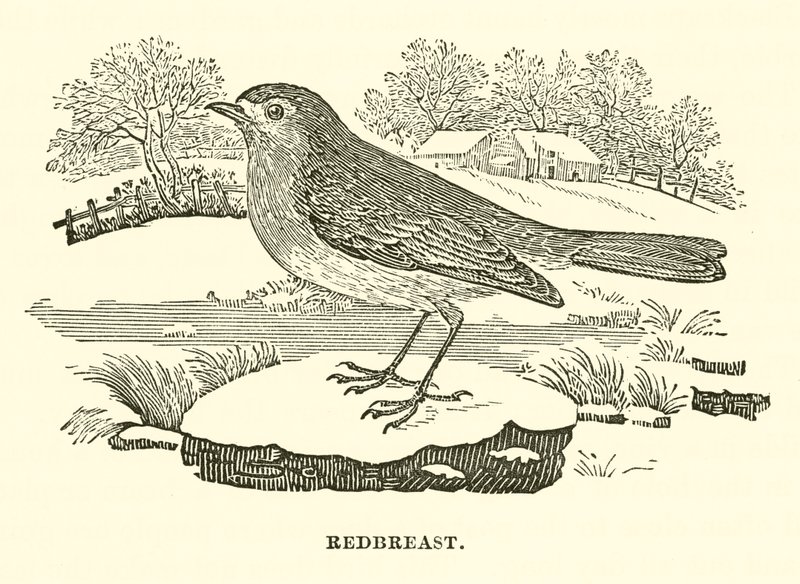 Redbreast (gravür) by English School