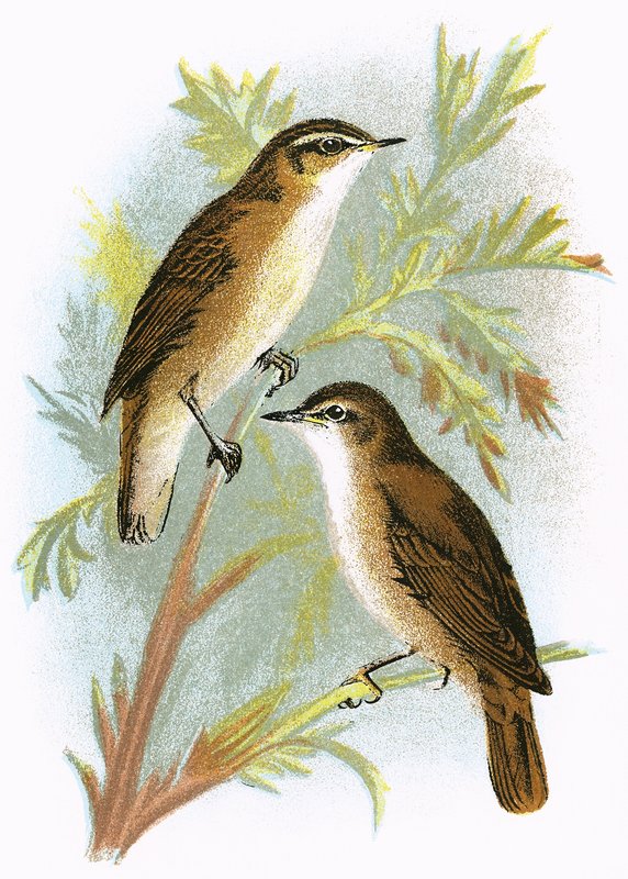 Reed Warbler (altta) ve Sedge Warbler (üstte) by English School