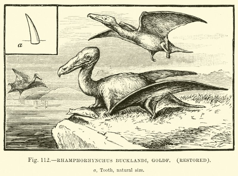Rhamphorhynchus Bucklandi, Goldf, restore edildi by English School