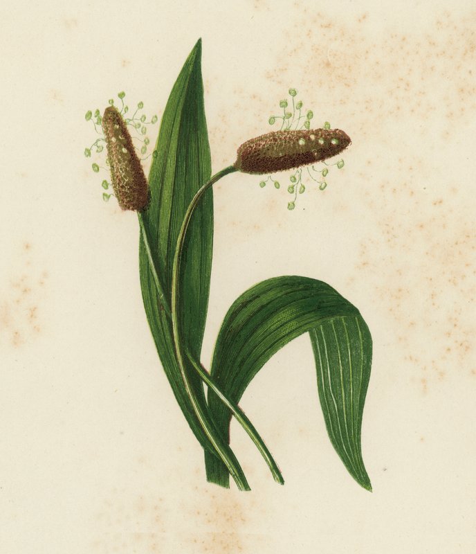 Ribwort Muz, Plantago Lanceolata (renkli taş) by English School