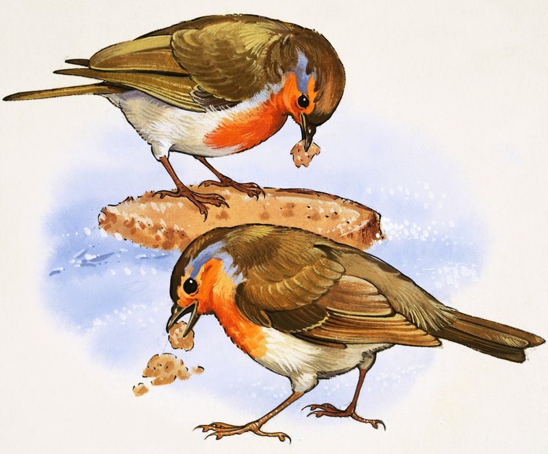 Robins bir parça ekmek yiyor by English School