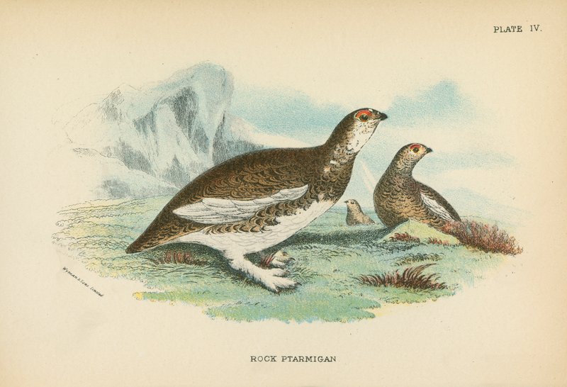 Kaya Ptarmigan by English School