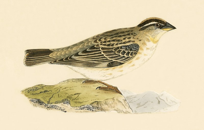 Rock Sparrow, illustration from 