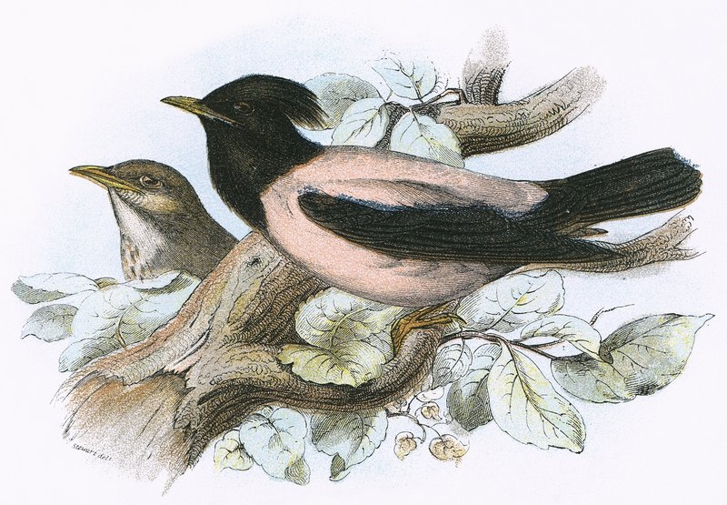 Gül renkli Starling by English School