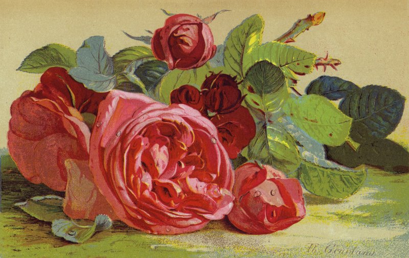 Roses, Edinburgh Dükü by English School