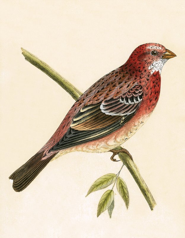 Gül Şakrak Kuşu, Charles Robert Bree (1811-86) tarafından yazılan 