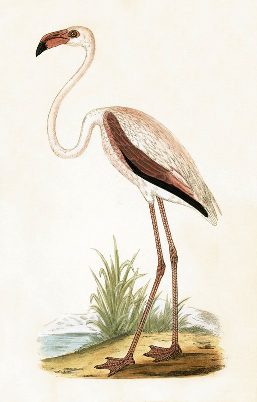 Gül Flamingo, Charles Robert Bree (1811-86) tarafından 