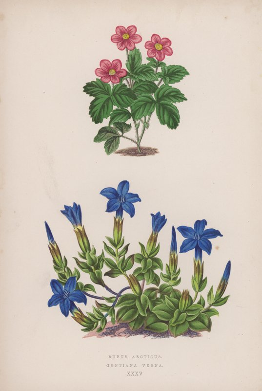 Rubus Arcticus; Gentiana Verna (renkli taş) by English School