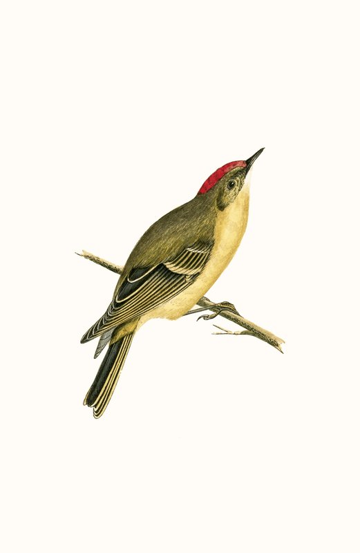 Ruby Crowned Kinglet, Charles Robert Bree (1811-86), 1867
