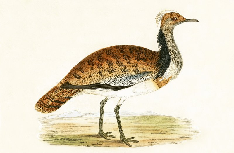 Ruffed Bustard, Charles Robert Bree (1811-86) tarafından 