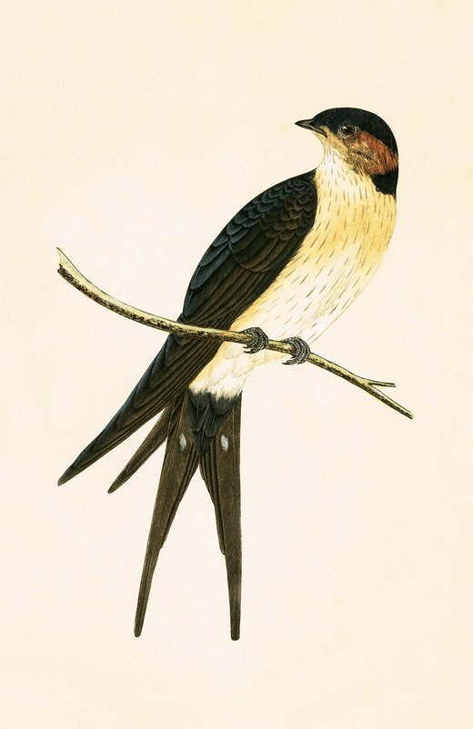 Kızıl Kırlangıç, Charles Robert Bree (1811-86) tarafından 