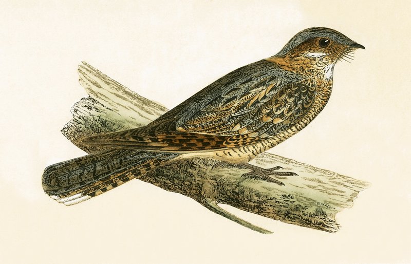 Russet Boyunlu Nightjar, Charles Robert Bree (1811-86) tarafından 