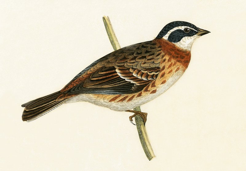 Rustik Bunting, Charles Robert Bree (1811-86) tarafından 