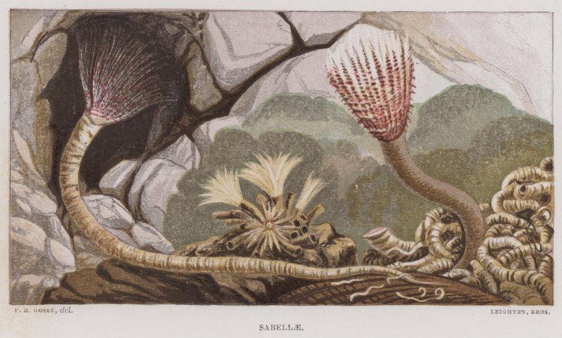 Sabella (renkli lito) by English School